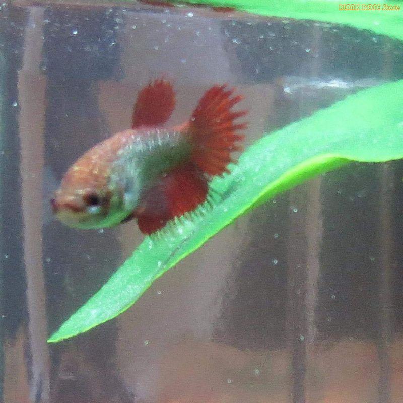 K1AE Plant Fish Bed for Fish T - огляд і ціна Aquarium Fish Beautiful