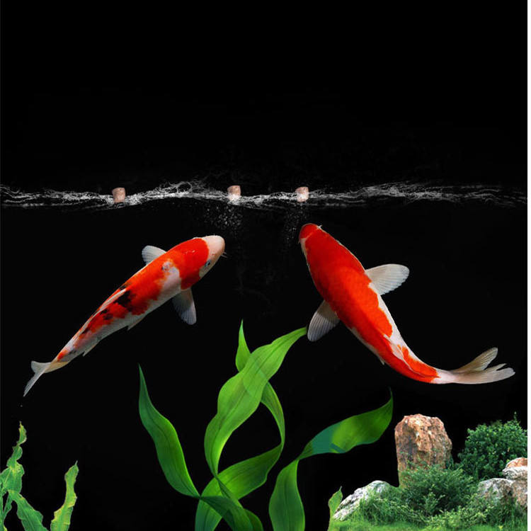 wholesale export high-quality  - огляд і ціна Aquarium Fish Exporter