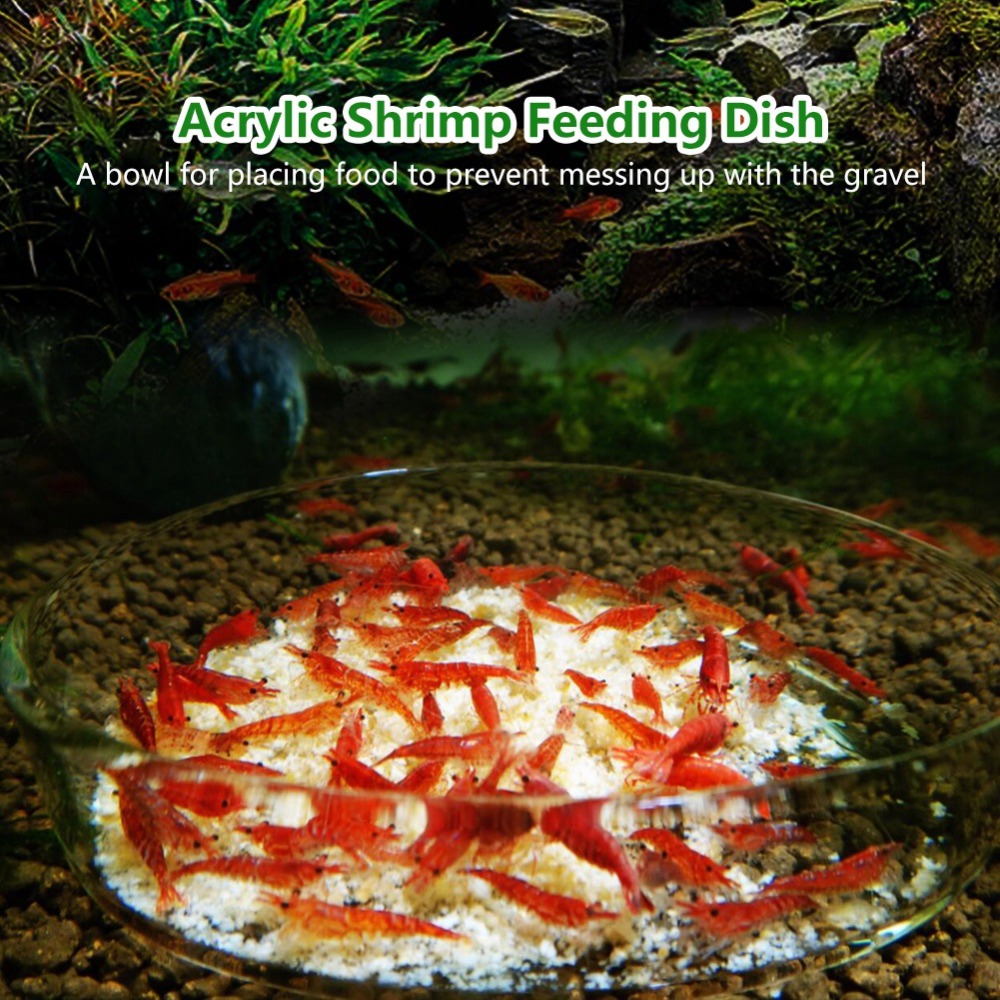 Acrylic Shrimp Feeding Dish Tr - огляд і ціна Aquarium Fish Beautiful