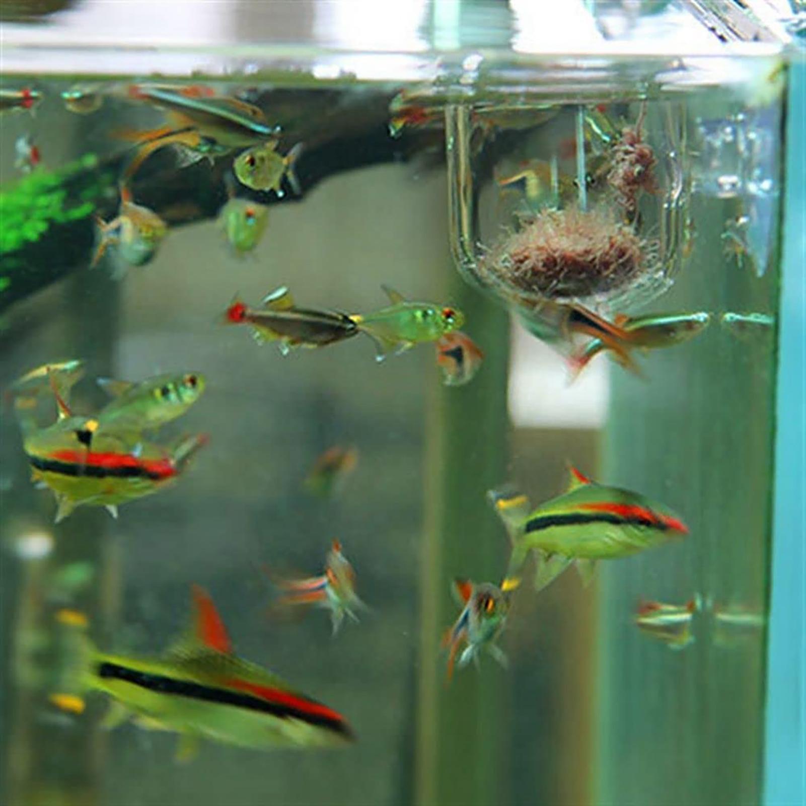 Plant Holder for Fish Tank Cle - огляд і ціна Aquarium Fish Beautiful