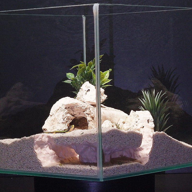 3DPrinted Fish Tank Tunnel She - огляд і ціна Aquarium Fish Hiding Places
