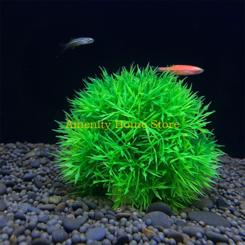F26C Aquatic Plants Marimo for - огляд і ціна Aquarium Fish Beautiful